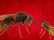 expansión riesgos avispa velutina/asiática España