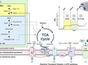 Tener hígado graso disminuye capacidad para obtener energía.