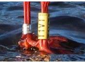 gaviota reidora polaca Parc Fluvial Besòs: 1.800 viaje