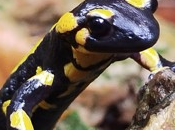 Ruta Serra Picancel: caminata corta Portell l'Ovellar, Font Casa Bosc, Molina l’Era Pito Berguedà