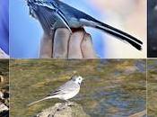 Lavandera Blanca anillada recuperada Sant Adrià Besòs