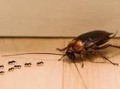 Vinfermatón cucarachas hormigas; aliado esencial contra plagas persistentes hogar