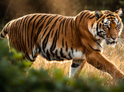 GeForce NVIDIA obtienen optimización para nuevos modelos generación imágenes FLUX.2