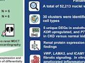 Encuentran nuevas dianas terapéuticas para enfermedad renal