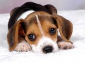 raza perros Beagle