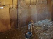 Detenido hombre maltratar animales dejar morir perros caballos