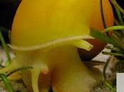 Alien pasajero manzanero