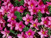 plantas interiores: Oxalis Cyclamen