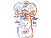 medicina natural sistema circulatorio