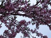 Primavera cerca