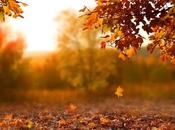 Adaptógenos fermentados beneficios para equilibrio físico mental