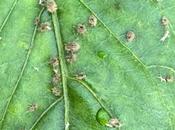 perder medio cultivo casi pulgón; campaña cambió todo