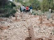 Bosquia avanza reforestación Pedralba apoyo empresarial