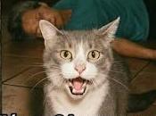 Peluso salvó dueña.