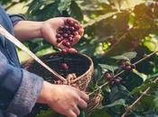 Máquinas café para oficinas, renting como solución flexible frente compra tradicional