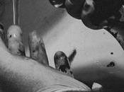 Devil City Cult lanza nuevo álbum «Murderous Retribution»