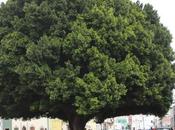 Laurel India Reforma recupera tras intervención municipal