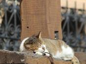 Rabat: lugares harán enamorarte capital marroquí