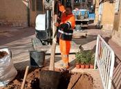 Albacete instala nuevos alcorques diferentes calles ciudad carecían arbolado