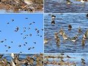 Chorlitos avefrías Delta LLobregat