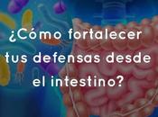 ¿Cómo fortalecer defensas desde intestino?
