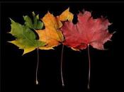 otoño