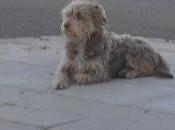 abadonaron mueve ahí, lloviendo!!! acogida adopción. (sevilla)