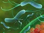 descubrimiento bacteria úlcera importancia redes para investigación