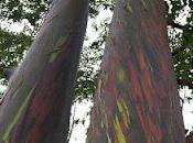 Eucalipto Arco Iris