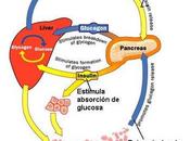 Metabolismo hidratos carbono
