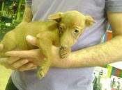 Picola podenca medio abandonada parcela. (sevilla)